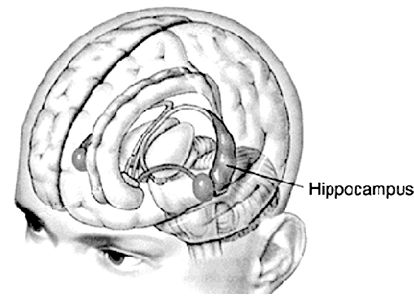 Hippocampus1.jpg