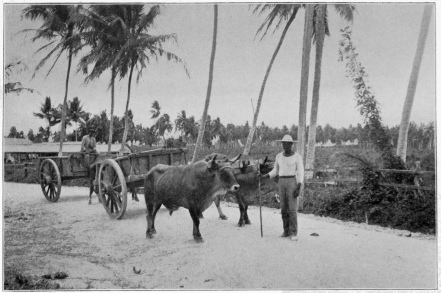 Inland Commerce Puerto Rico Copyright, 1901, by Detroit Photographic Co.