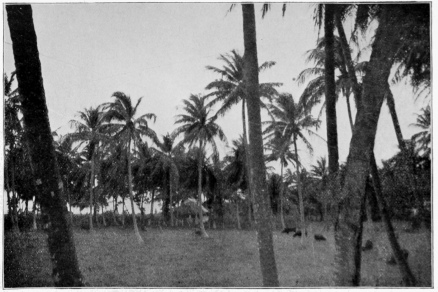 A Ranch Near San Juan Puerto Rico