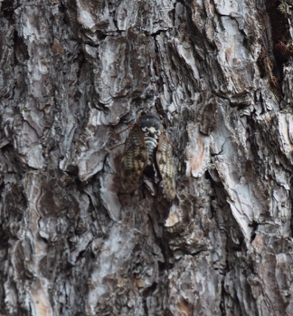 Image of cicadas in Japan blending with the textures and colours of their habitat. 