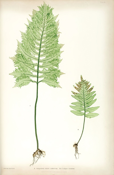 Image of the Common Polypody in the book 'The Ferns of Great Britain and Ireland', written by Thomas Moore, printed and published by Bradbury & Evans of London in 1856. 