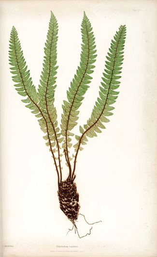 Image of the Northern Holly Fern in the book 'The Ferns of Great Britain and Ireland', written by Thomas Moore, printed and published by Bradbury & Evans of London in 1856. 