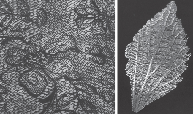 Image showing the detail of a 3D printed lace by Paul O'Dowd and leaf Centre for Fine Print Research, University of the West of England, Bristol.