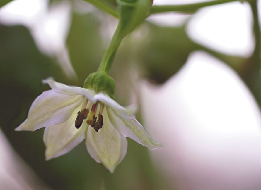 Fig.12-1-PepperFlower_5149.tif