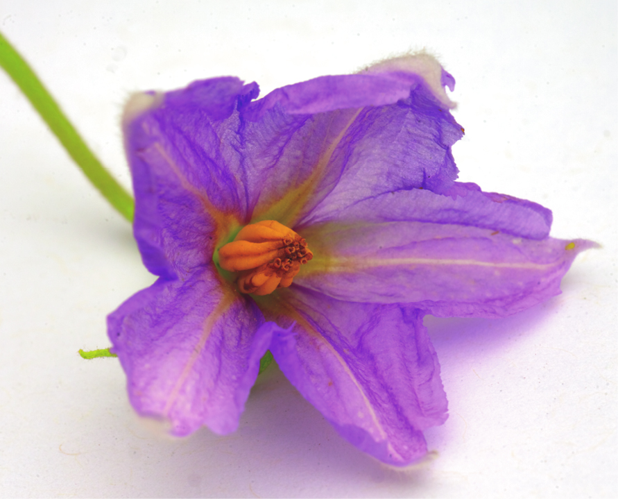 Fig.12-3-EggplantFlower_0226.tif