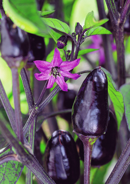 Fig.12-6-PeruvianPurpleChilePepper.tif