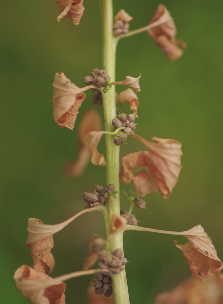 Fig.5-12-SpinachSeed_9698.tif