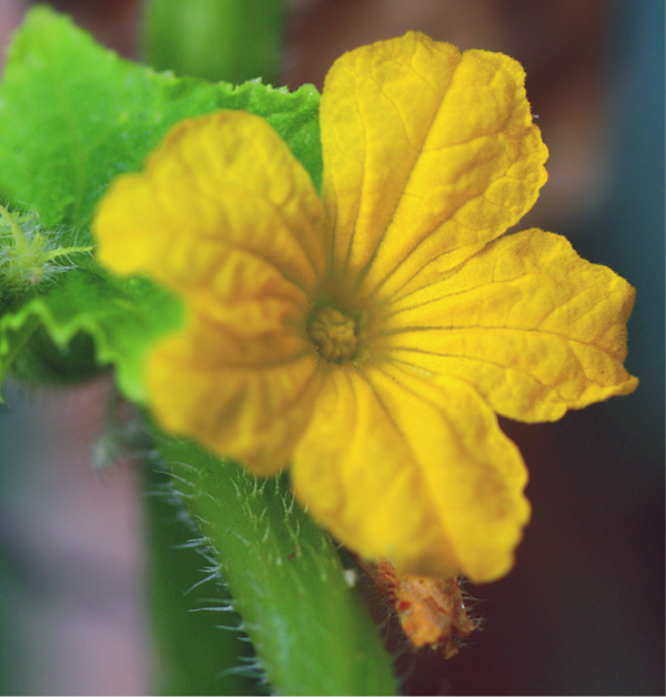 Fig.9-1-CucumberFlower_5088.tif