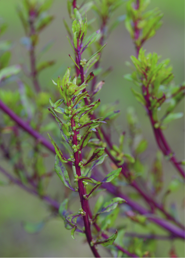 ch5_BeetFlowering_5101.tif