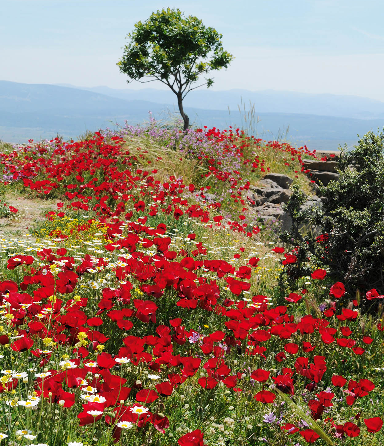 DSC_1923_TurkishCoast_EC.jpg