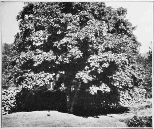 Fig. 22.