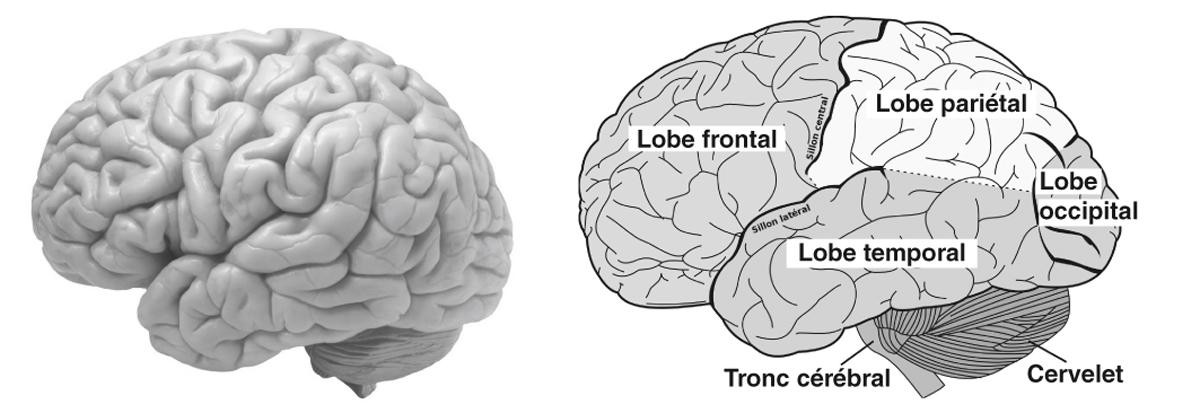 Figure 1 et 1’. Le cerveau humain