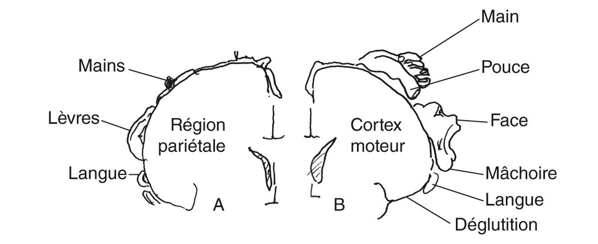 Figure 3. Représentation de la sensibilité (A) et de la motricité (B) sur le cortex cérébral