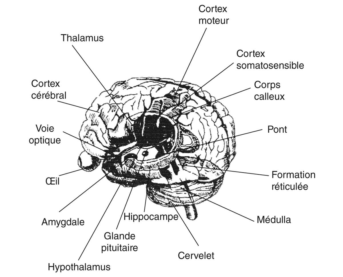 Figure 4. Schéma de l’intérieur du cerveau (hypothalamus, diencéphale)