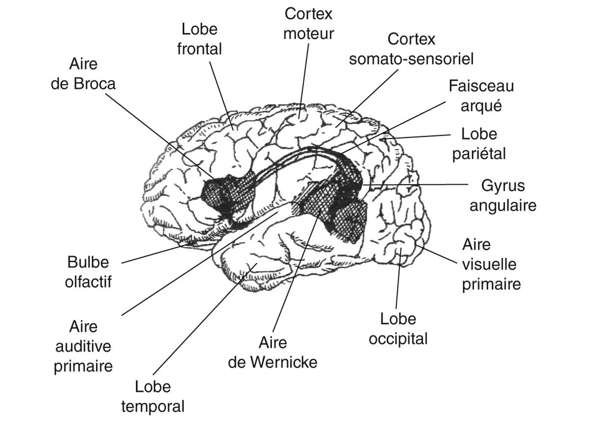 Figure 5. Les grandes aires du langage