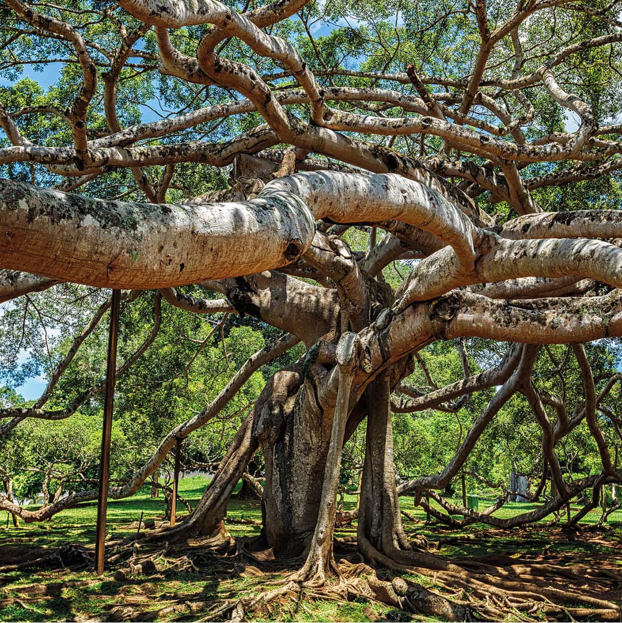 iStock-513491754_SriLanka_EC.jpg