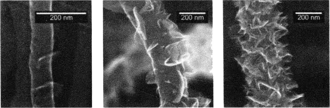 图15.2 纳米碳管扫描电镜图
