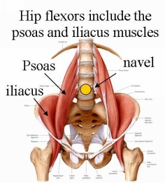 http://www.drlenlopez.com/images/Hip%20Flexors%202.jpg