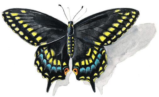 Black_Swallowtail.tif