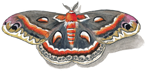 Cecropia_Moth.tif