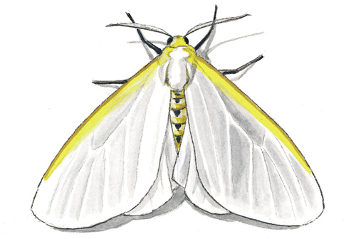 Dogbane_Tiger_Moth.tif