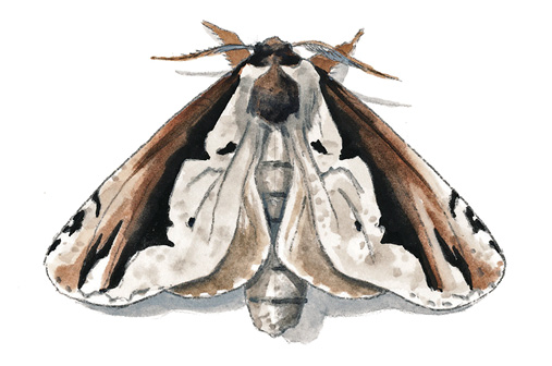 Double-toothed_Prominent.tif