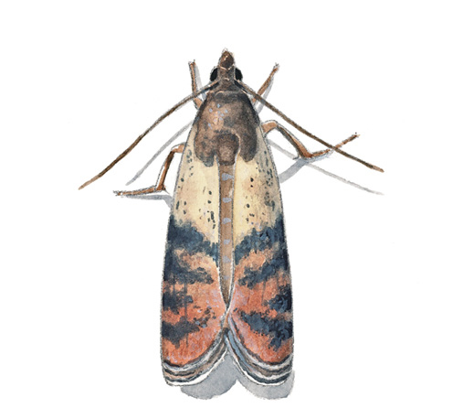 Indian-Meal_Moth.tif