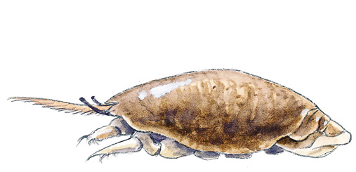 Mole_Crab_CSW.tif