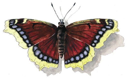 Mourning_Cloak.tif