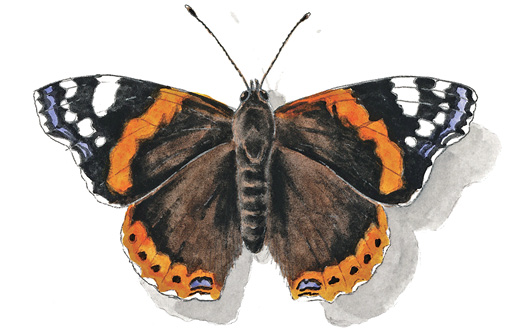 Red_Admiral.tif