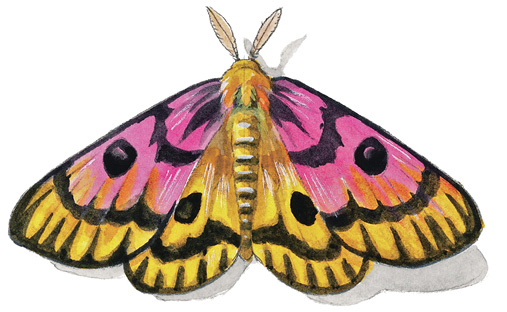 Sheep_Moth.tif