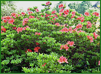 Rhododendron.jpg