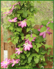 clematis.jpg