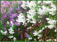 lilacs.jpg