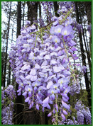 wisteria.jpg