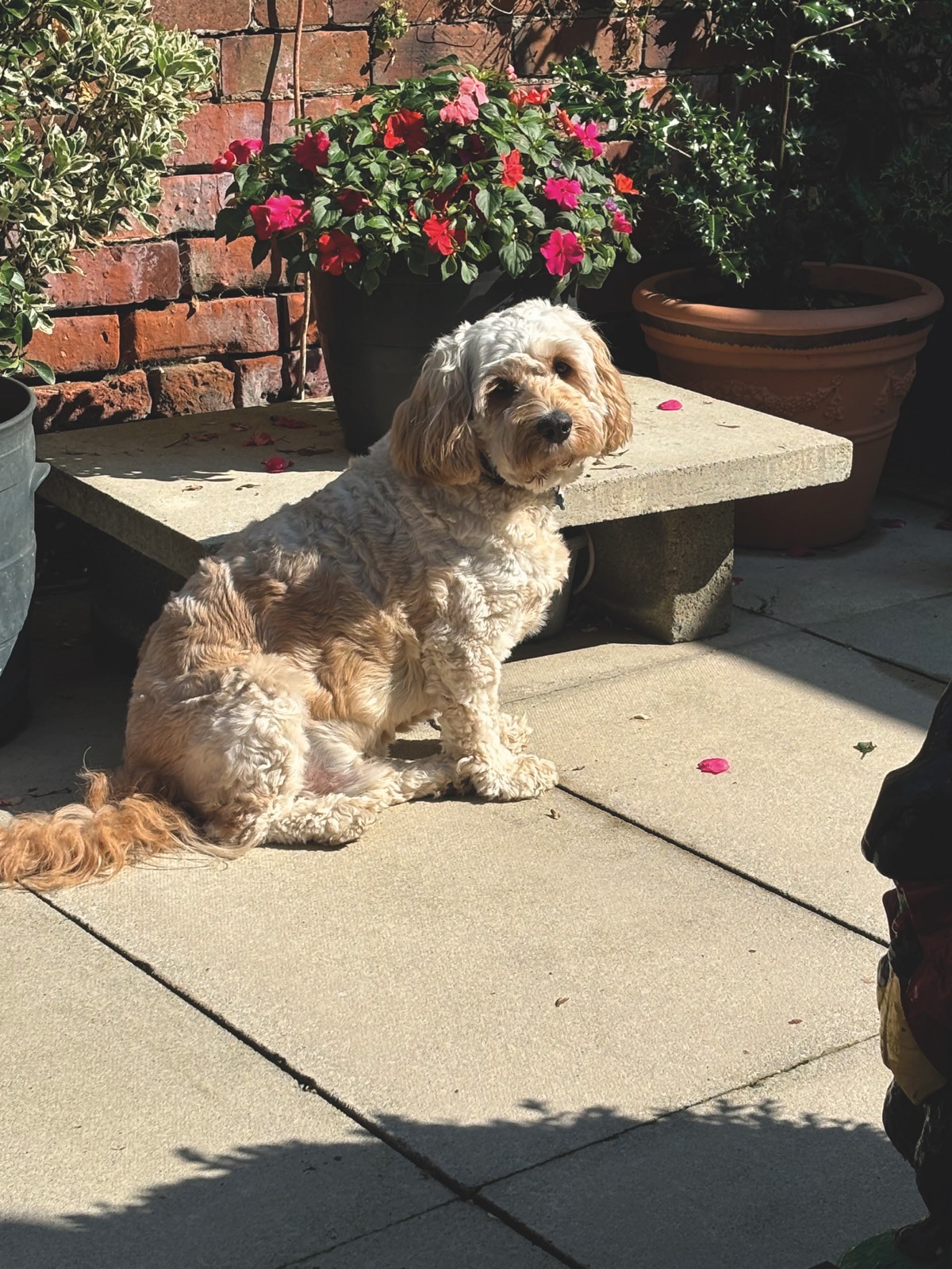 A photo of the author’s dog, Barney. A blond Cavapoo sitting on the patio in the sun, turned to look at the camera.