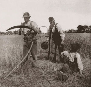 Sklizeň ječmene, snímek z roku 1866. Ilustrační foto - Foto: Peter Henry Emerson, Wikipedia, public domain - volné dílo