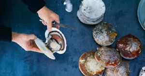 Opening raw scallops