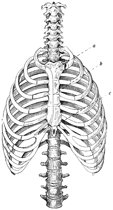 Fig. 2 Borstkas en Wervelkolom (Heitzmann).