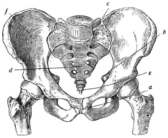 Fig. 4. Mannelijk bekken, van voren (Heitzmann.)