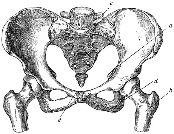 Fig. 5. Vrouwelijk bekken, van voren. (Heitzmann.)