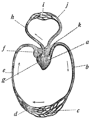 Fig. 6. Kringloop van het bloed. (Gegenbaur.)