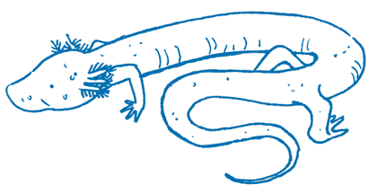 Illustration of a cave salamander.