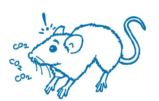 Illustration of a mouse.