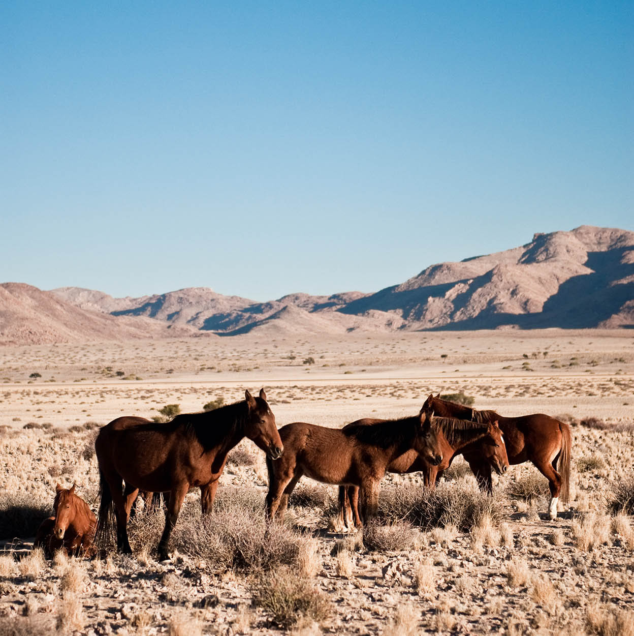 CLThomas_100623_0280_Namibia_EC.jpg