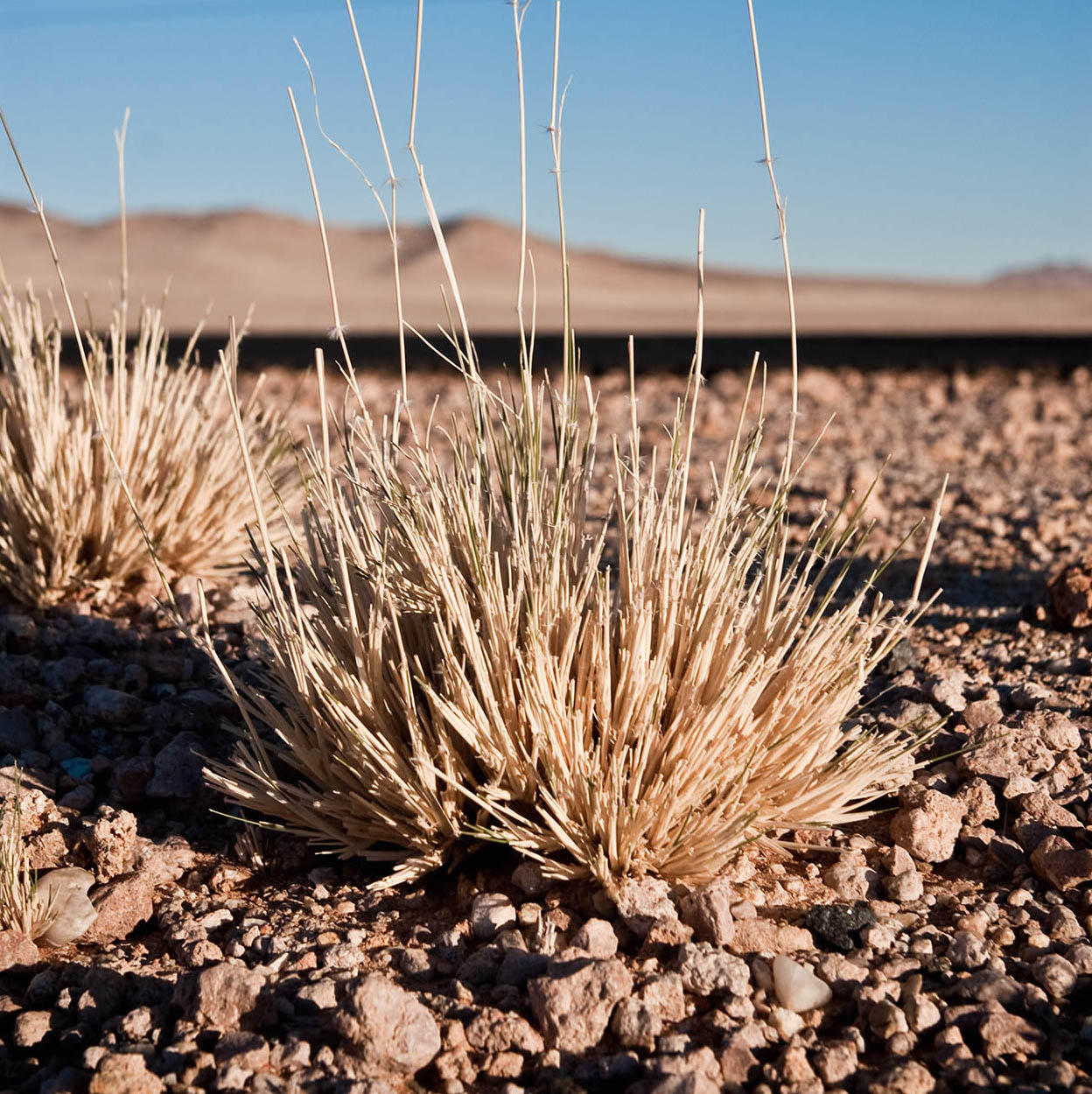 CLThomas_100623_0292_Namibia_EC.jpg