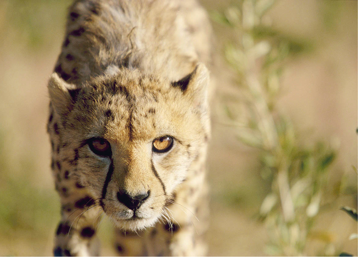 Cheetah_04_Hi-Res_Namibia_EC.jpg