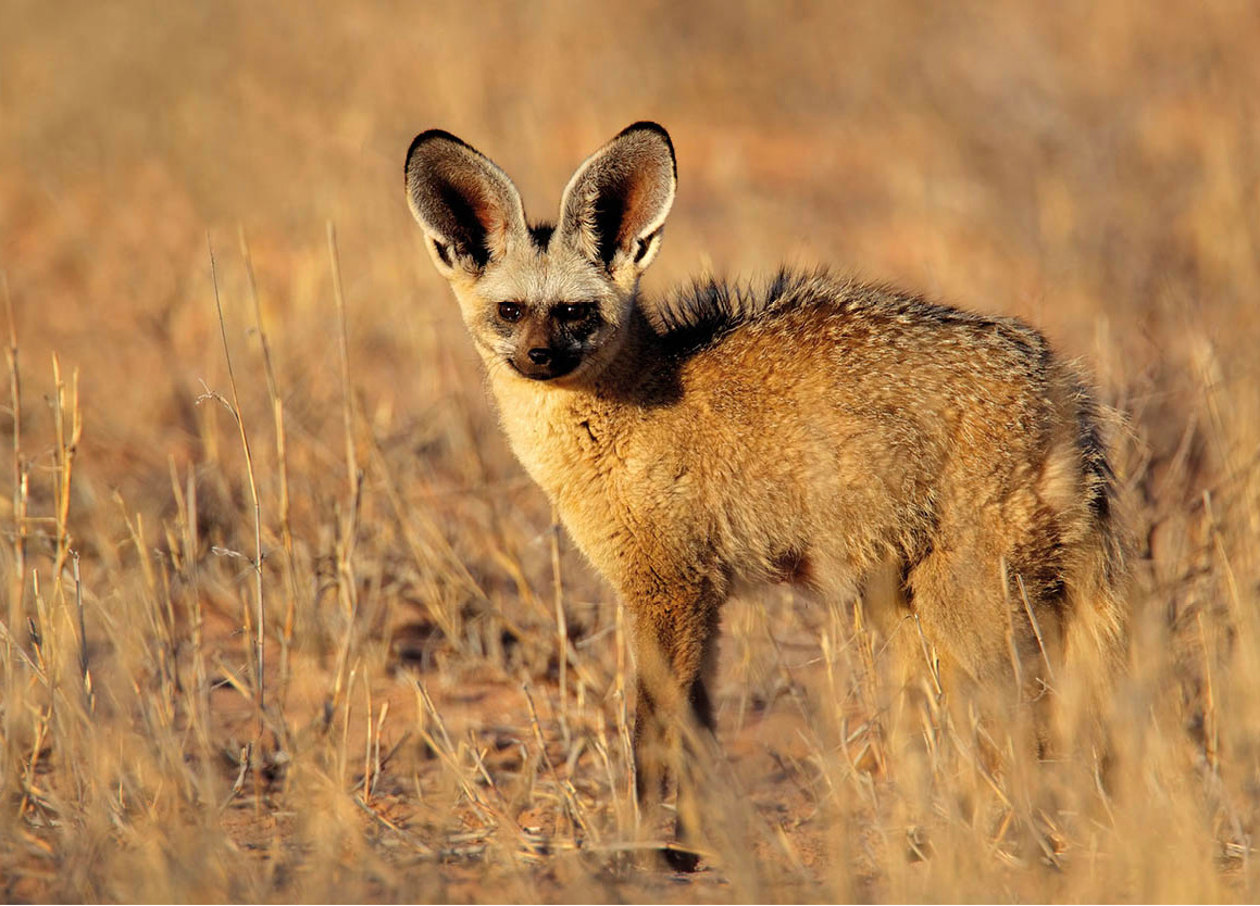 bigstock-Bat-eared-fox-Otocyon-megalot-53270656_Namibia_EC.jpg