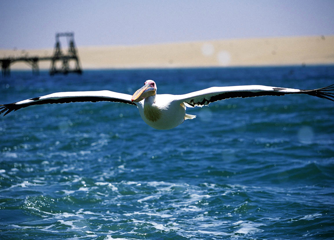 bird_2_Namibia_EC.jpg