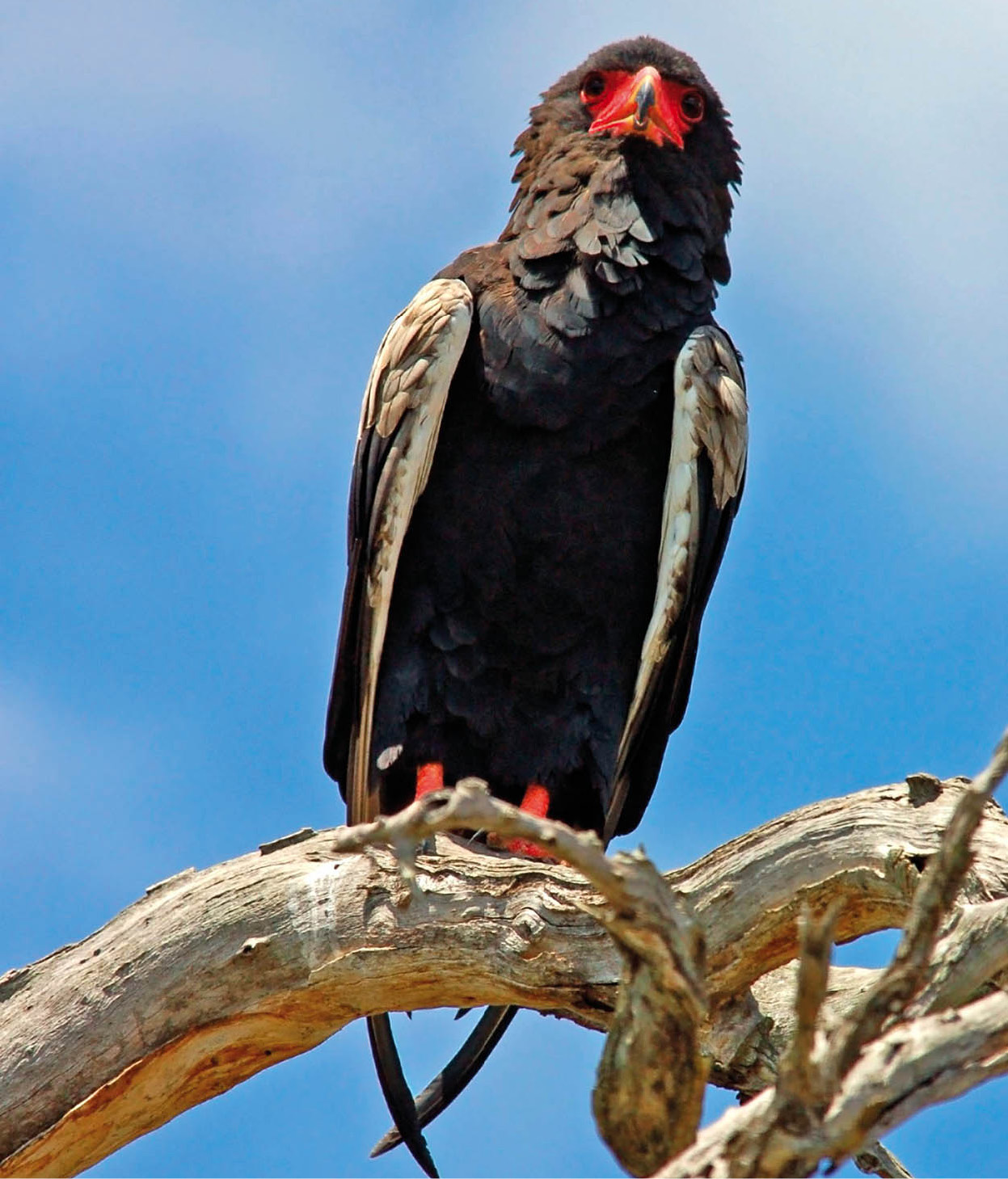 chriskruger081100074_Namibia_EC.jpg